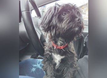 LUNA - Hündchen fürs Herz - gut 3 Monate, 24cm/2,5kg - später 30cm - Havaneser