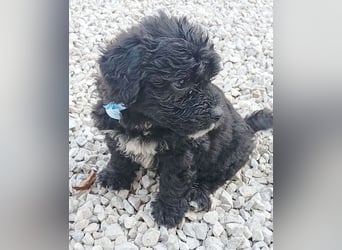 (R) ❤️ süßes PAULI-Baby - 8 Wochen, sp. 35cm - Havaneser-Pudel