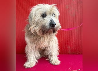 bildhübscher LION - 3 Jahre, 40cm - Havaneser-Mix