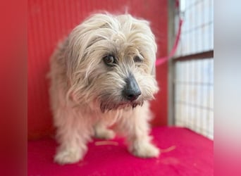 bildhübscher LION - 3 Jahre, 40cm - Havaneser-Mix