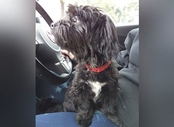 LUNA - Hündchen fürs Herz - gut 3 Monate, 24cm/2,5kg - später 30cm - Havaneser