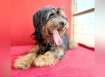 kleiner Herzensbrecher BANJO - 2 Jahre, 38cm/9kg - Havaneser-Mix