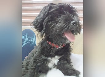 LUNA - Hündchen fürs Herz - gut 3 Monate, 24cm/2,5kg - später 30cm - Havaneser