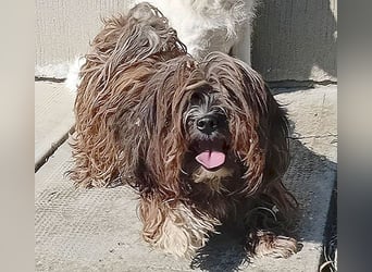 süße Zuckerschnecke LILLY - 7,5 Jahre, 35cm/8kg - Havaneser-Mix