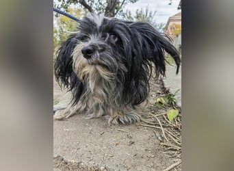 Chester, geboren 01.11.2022, 28cm sucht liebevolles Zuhause
