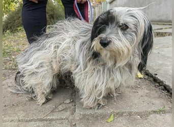 Gizmo, geboren 01.11.2022, 26cm sucht Geborgenheit