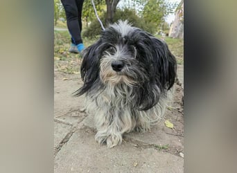 Chester, geboren 01.11.2022, 28cm sucht liebevolles Zuhause