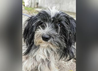 Chester, geboren 01.11.2022, 28cm sucht liebevolles Zuhause