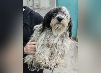 Gizmo, geboren 01.11.2022, 26cm sucht Geborgenheit