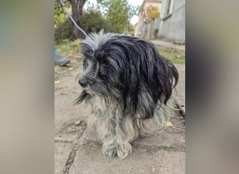 Chester, geboren 01.11.2022, 28cm sucht liebevolles Zuhause