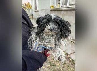 Chester, geboren 01.11.2022, 28cm sucht liebevolles Zuhause