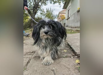 Chester, geboren 01.11.2022, 28cm sucht liebevolles Zuhause