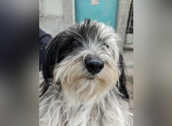 Gizmo, geboren 01.11.2022, 26cm sucht Geborgenheit
