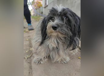 Chester, geboren 01.11.2022, 28cm sucht liebevolles Zuhause