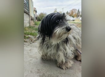 Gizmo, geboren 01.11.2022, 26cm sucht Geborgenheit