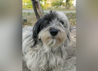 Gizmo, geboren 01.11.2022, 26cm sucht Geborgenheit