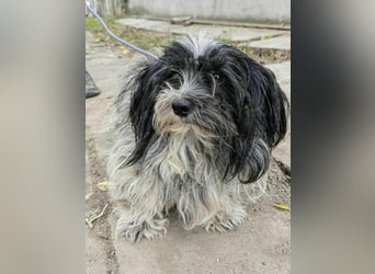Chester, geboren 01.11.2022, 28cm sucht liebevolles Zuhause