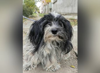 Chester, geboren 01.11.2022, 28cm sucht liebevolles Zuhause