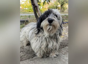 Gizmo, geboren 01.11.2022, 26cm sucht Geborgenheit