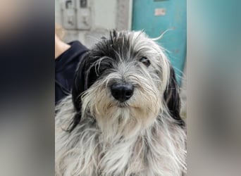 Gizmo, geboren 01.11.2022, 26cm sucht Geborgenheit