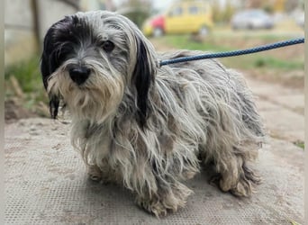 Gizmo, geboren 01.11.2022, 26cm sucht Geborgenheit