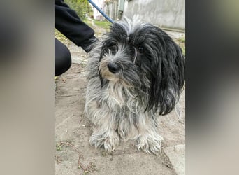 Chester, geboren 01.11.2022, 28cm sucht liebevolles Zuhause
