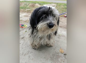 Gizmo, geboren 01.11.2022, 26cm sucht Geborgenheit