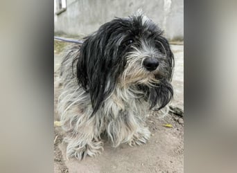 Chester, geboren 01.11.2022, 28cm sucht liebevolles Zuhause