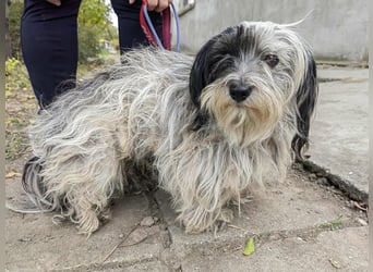 Gizmo, geboren 01.11.2022, 26cm sucht Geborgenheit