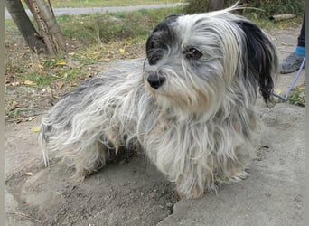 Gizmo, geboren 01.11.2022, 26cm sucht Geborgenheit