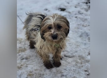 Miniks Leben war oft hart