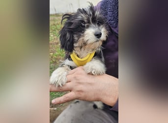 Abby möchte die Welt erobern