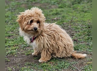 Joella hat ein fröhlichen Wesen