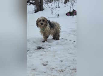 Miniks Leben war oft hart