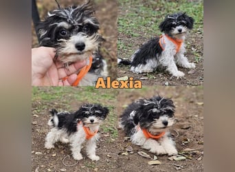 Alexia kennt nicht viel von der Welt