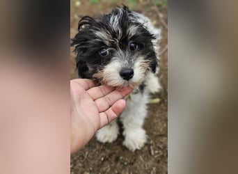 Abby möchte die Welt erobern