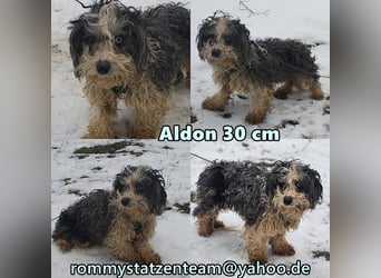 Aldon ist ein verträglicher Zeitgenosse