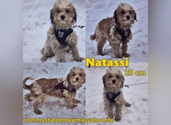 Natassi wird gerne mental gefordert