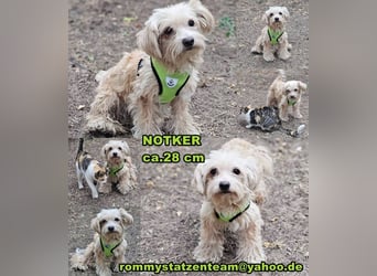 Notker braucht verständnisvolle, aktive Menschen