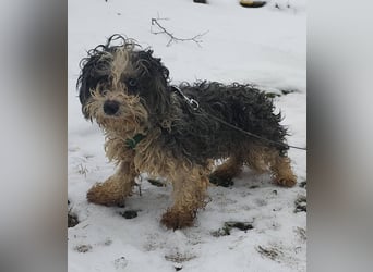 Aldon ist ein verträglicher Zeitgenosse