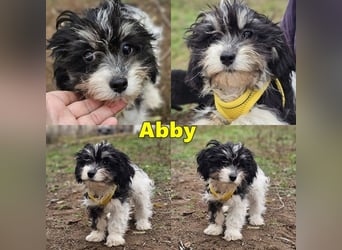 Abby möchte die Welt erobern