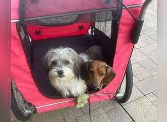 Elika hat ein freundliches Wesen und ist stets gut gelaunt (07955 Auma-Weidatal)