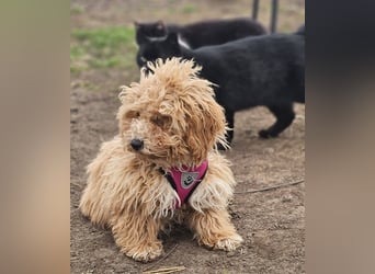 Joella hat ein fröhlichen Wesen
