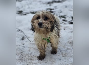 Miniks Leben war oft hart