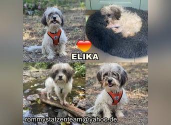 Elika hat ein freundliches Wesen und ist stets gut gelaunt (07955 Auma-Weidatal)