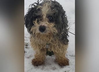 Aldon ist ein verträglicher Zeitgenosse