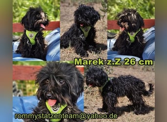 Marek sucht ein Zuhause ohne ständigen Trubel