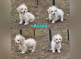 Arion möchte noch viel lernen