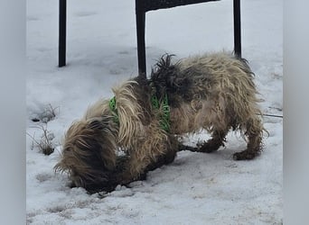 Miniks Leben war oft hart