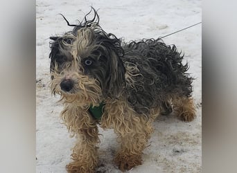 Aldon ist ein verträglicher Zeitgenosse